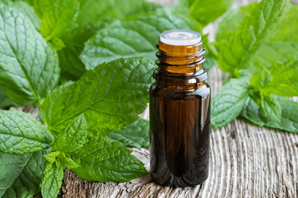 How To Make Peppermint Oil Spray? Flora Crossing