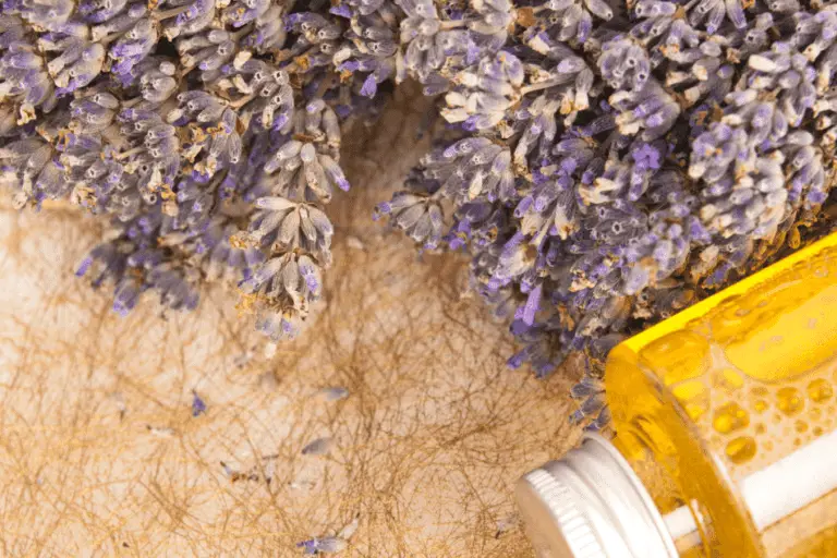 how-to-use-lavender-oil-for-bed-bugs-flora-crossing