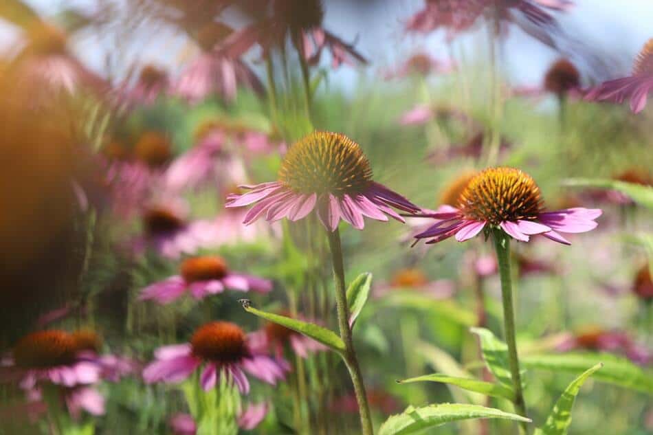 How To Harvest Echinacea? Flora Crossing