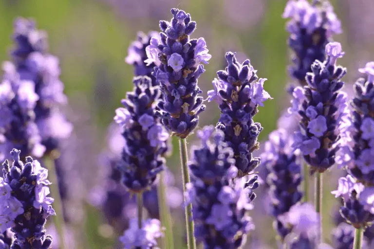 what-does-lavender-oil-smell-like-flora-crossing